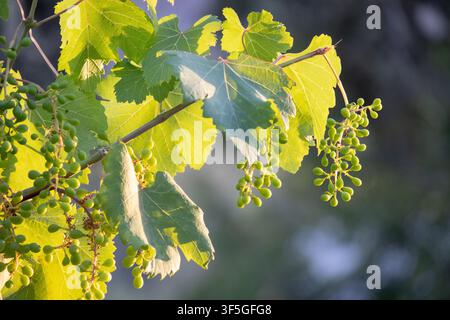Vue rapprochée de jeunes raisins verts immatures suspendus à une vigne avec un feuillage luxuriant illuminé par une lumière naturelle chaude dans un vignoble Banque D'Images