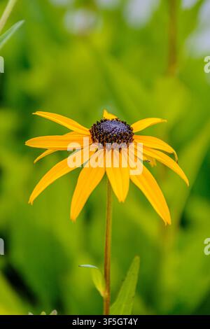 Fleur jaune vif de Rudbeckia (Rudbeckia) avec centre sombre sur fond vert à Coesfeld, Allemagne Banque D'Images