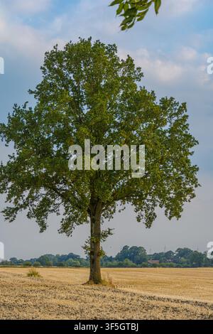 Grand chêne vert solitaire se dressant dans un champ agricole récolté à Coesfeld, Allemagne Banque D'Images
