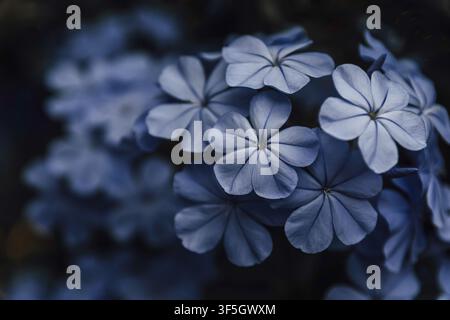 Plumbago auriculata (plombagine du Cap) plante en fleurs Banque D'Images