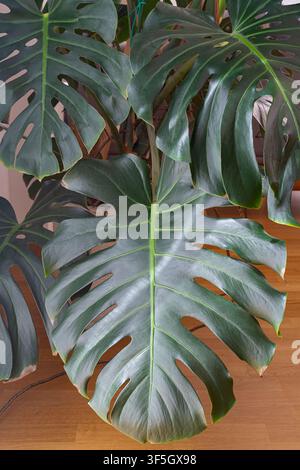 Monstera Deliciosa (plante au fromage suisse) grandes feuilles Banque D'Images
