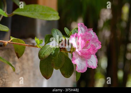 Azalée (Rhododendron) aux fleurs roses et blanches, détail Banque D'Images