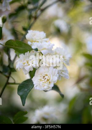 Petits bouquets de roses grimpantes blanches Banque D'Images