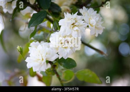 Petits bouquets de roses grimpantes blanches Banque D'Images