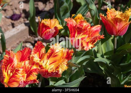 Tulipes à franges (variété Davenport) de couleur rouge vif et orange dans un jardin privé Banque D'Images
