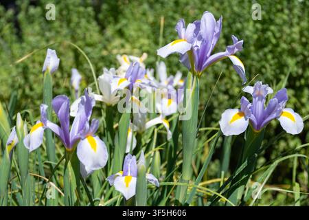 Fleurs d'iris hollandais (Iris hollandica) dans le jardin de la maison Banque D'Images