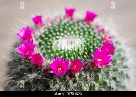 Cactus Mammillaria hahniana (coussin d'épingle de la vieille dame) avec un anneau de fleurs au sommet Banque D'Images
