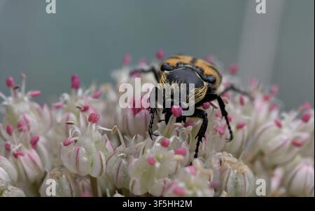 Grossissement d'un scarabée abeille se nourrissant de fleurs d'Allium. Banque D'Images