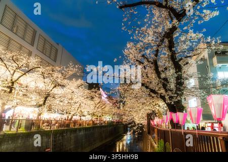 De nuit, des fleurs de cerisier illuminées bordent les rives de la rivière Meguro à Nakameguro, l’un des meilleurs endroits pour admirer les fleurs de cerisier à Tokyo. Banque D'Images