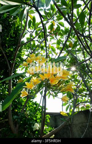 Une photographie verticale de fleurs de plumeria jaunes en fleurs sur une branche, avec la lumière du soleil éblouissant à travers la canopée des arbres environnants au-dessus. Banque D'Images