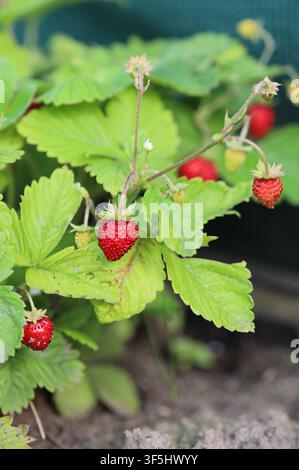 Vue macro en gros plan de petites fraises rouges sauvages mûres poussant sur un buisson vert dans un parterre de jardin. Photographie détaillée de nourriture et de botanique prise avec une profondeur de champ peu profonde Banque D'Images