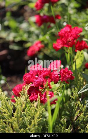Vue macro rapprochée de roses de jardin rouge vif en pleine floraison sous le soleil. Photographie florale détaillée avec mise au point sélective et profondeur de champ peu profonde et Banque D'Images