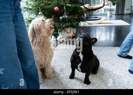 Deux chiens de compagnie, un mélange crémeux hirsute et un bouledogue français noir, sont assis sur un tapis à l'intérieur près d'un sapin de Noël décoré, regardant leur propriétaire pour une friandise Banque D'Images