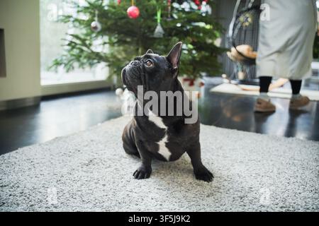 Bouledogue français noir assis, alerte, sur un tapis doux dans un salon confortable, regardant vers le haut près d'un sapin de Noël décoré d'ornements et de lumières chaudes de fêtes. Banque D'Images