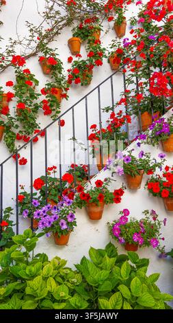 Des géraniums rouges éclatants et des pétunias violets tombent en cascade de pots en terre cuite le long d'un escalier blanchâtre avec une rampe en fer noir dans un Córdoba traditionnel Banque D'Images