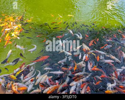 Poissons koï colorés nageant densément dans l'eau verte de l'étang, vue par le dessus des carpes orange, blanches et noires près de la surface. Banque D'Images