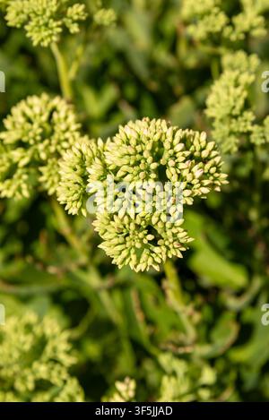 Gros plan de boutons de fleurs verts immatures étroitement regroupés sur un sedum dressé, espèces de Hylotelephium, avec une faible profondeur de champ. Banque D'Images