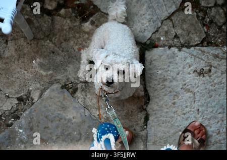 Une photographie en contre-plongée capturant un petit chien blanc et duveteux en laisse, regardant directement vers le haut avec une expression admirative vers les pieds de son propriétaire, visibles en sandales colorées en bas du cadre sur un sol en pierre rustique. Banque D'Images
