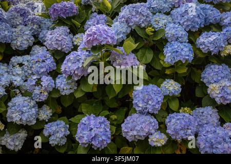 Hortensias affichant des teintes bleues et violettes éclatantes créant un fond floral dense. Fleuris abondamment sur l'île de São Miguel aux Açores Banque D'Images