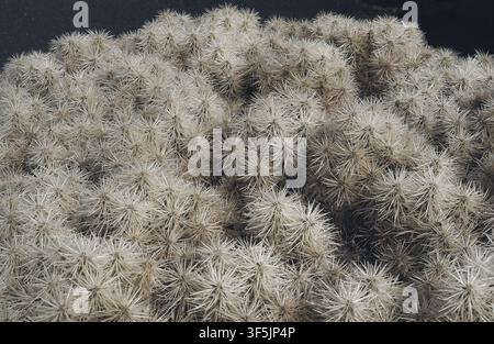 Grossissement d'un cactus épineux blanc formant une texture naturelle dense au Jardin des Cactus de Lanzarote, Îles Canaries, créant un motif botanique abstrait Banque D'Images