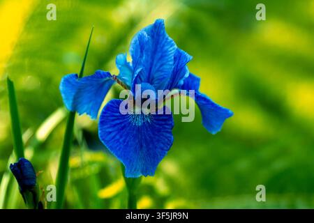 Close-up d'une iris de Sibérie (Iris sibirica) d'un bleu vif, fleurie devant un fond de jardin vert vif légèrement flou. Banque D'Images