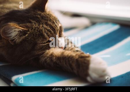 Un chat tigré brun avec des pattes blanches se repose sur une surface rayée bleu et blanc. Le chat semble détendu et à l'aise dans un cadre intérieur confortable. Banque D'Images