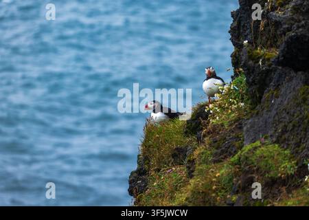 Deux macareux moine à plumage noir et blanc distinctif et bec coloré reposant sur une falaise côtière couverte de mousse surplombant la mer bleue Banque D'Images