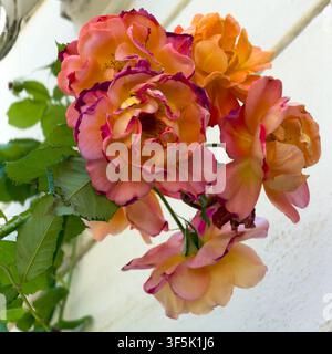Des roses orange vif et rose éclatantes fleurissent contre un mur blanc, poussant pour absorber la lumière du soleil et attirant les pollinisateurs avec leurs pétales colorés et frappants. Banque D'Images