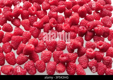 Fond texturé de framboises rouges fraîches et mûres. Vue macro de dessus des baies d'été biologiques et sucrées remplissant le cadre en gros plan. Banque D'Images