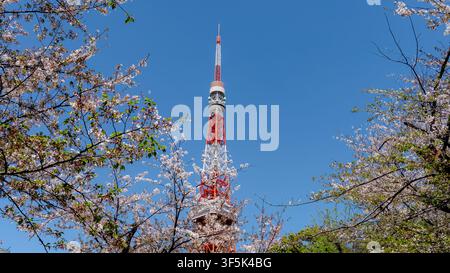 Vue panoramique de la tour de Tokyo s'élevant au-dessus du parc Shiba avec des fleurs de cerisier en pleine floraison, capturant la beauté de la saison des sakuras à Tokyo, l'icône du Japon Banque D'Images