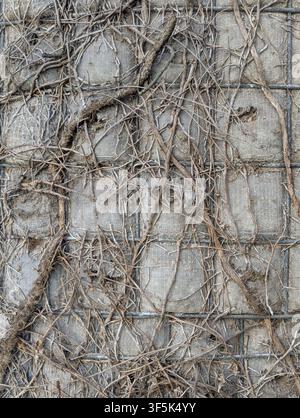 Vue rapprochée d'un panneau de clôture en bois usé recouvert de vignes sèches enchevêtrées, de brindilles et de branches épineuses, montrant une surface grise rugueuse, une décomposition rustique, ove Banque D'Images
