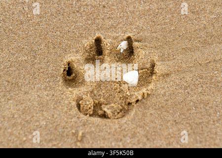 Un gros plan d'une empreinte de patte de chien profondément enfoncée dans le sable humide d'une plage. Southport, Royaume-Uni. Banque D'Images