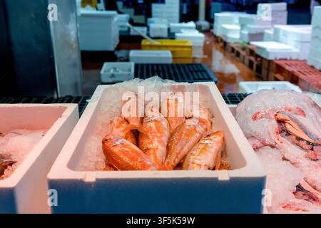 Poisson orange frais présenté sur de la glace écrasée dans des boîtes en mousse sur un marché de gros de fruits de mer, avec divers captures réfrigérées disposées en arrière-plan pour c Banque D'Images