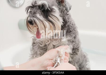 Un schnauzer miniature bâille pendant qu'un toiletteur taille la fourrure de sa patte avant avec des ciseaux Banque D'Images