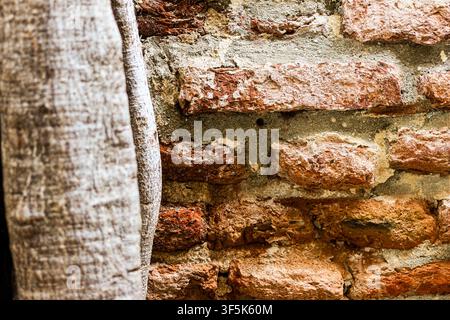 Close-up d'un tronc d'arbre à côté d'un mur de briques rouges patiné, montrant une écorce rugueuse, une maçonnerie vieillie, des couleurs terreuses et une texture architecturale naturelle Banque D'Images