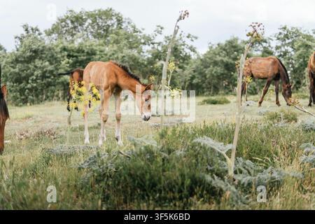 Jeune poulain et cheval adulte broutent parmi des fleurs sauvages dans une prairie estivale paisible, entourés d'herbe verte, d'arbustes et d'arbres feuillus sous une lumière naturelle douce Banque D'Images