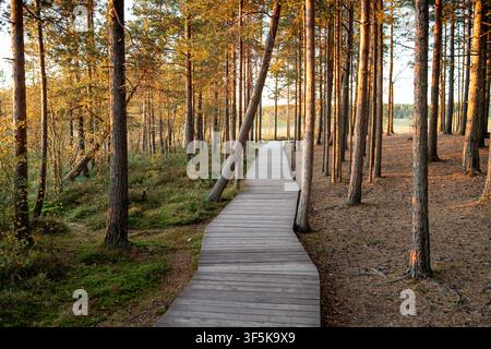 Sentier écologique en bois se trouve à travers la forêt de pins d'automne dans le parc naturel au coucher du soleil. Banque D'Images