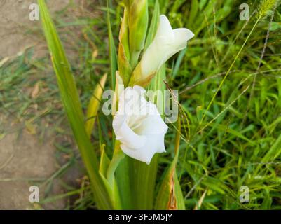 Vue en hauteur d'une tige de gladiolus blanc en fleurs, élégante tige de Gladiolus hybridus avec une jeune fleur et fond d'herbe. Banque D'Images