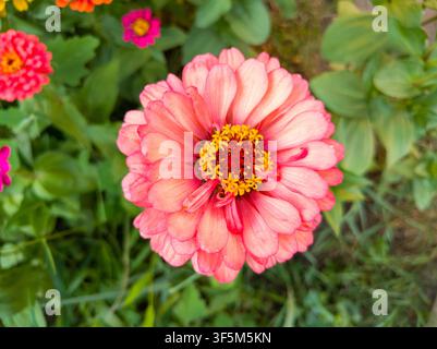 Vue de dessus d'une fleur de zinnie élegans (Zinnia elegans) en plein éclosion en gros plan, belle tête de zinnie rose saumon élégante dans un jardin d'été. Banque D'Images