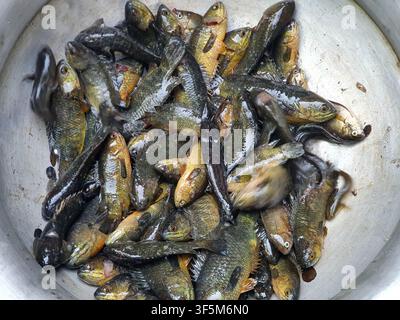 Perche vivante fraîche grimpante dans un bol en aluminium récoltée dans les zones humides d'eau douce. Petit poisson traditionnel indigène pour une cuisine saine et asiatique Banque D'Images