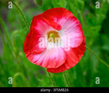 Une fleur de coquelicot rouge vif se détache dans un champ vert luxuriant. La fleur présente des pétales délicats avec des nuances de rose, brillant sous la lumière chaude du soleil. Banque D'Images