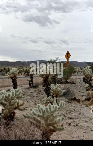 Panneau d'avertissement de route sinueuse entouré de cactus cholla, dans le parc national de Joshua Tree Banque D'Images