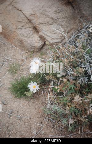 Des marguerites blanches du désert fleurissent à côté d'un rocher de granit, Parc national de Joshua Tree Banque D'Images