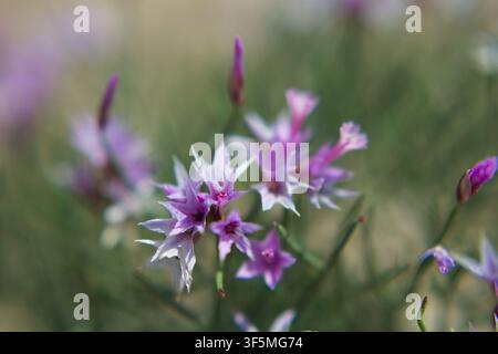 Grossissement de délicates fleurs sauvages violettes aux pétales épineux sur un fond naturellement flou et doux dans un cadre extérieur serein capturant la beauté de la nature Banque D'Images
