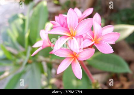 Une photographie en gros plan vive de fleurs de plumeria roses en pleine floraison, montrant la texture détaillée des pétales et la couleur à la lumière naturelle. Banque D'Images