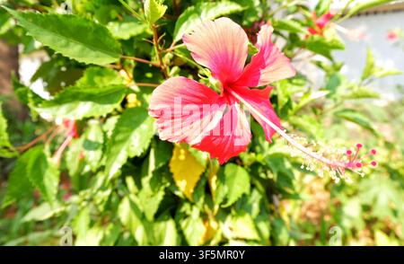 Une fleur d'hibiscus rouge vif photographiée en pleine floraison, entourée de feuillage vert luxuriant dans un cadre de jardin tropical. Banque D'Images