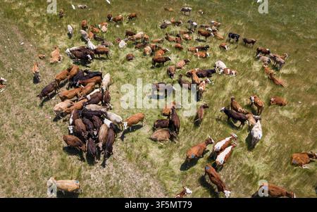 Troupeau de vaches paissant et se reposant sur un pré vert frais dans un paysage de campagne rurale Banque D'Images