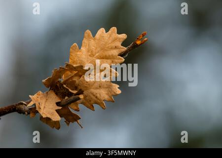 Feuilles de chêne sèches restant sur une branche d'arbre devant un fond flou en automne. Banque D'Images