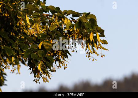 Branche d'arbre avec des feuilles vertes illuminée par une lumière chaude de soleil sur un fond doux et flou. Banque D'Images
