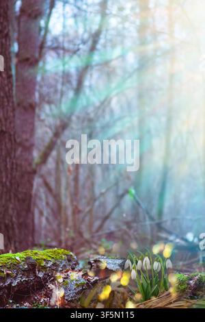 Vue panoramique sur la forêt printanière avec des gouttes de neige blanches. Gouttes de neige dans le jardin de printemps. Banque D'Images